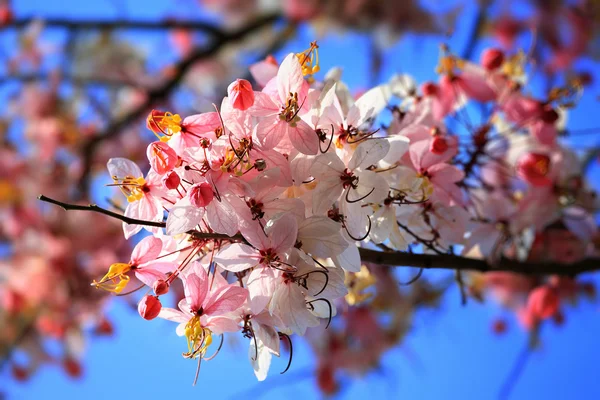 Beautiful Cassia javanica blossom flower — Stock Photo, Image