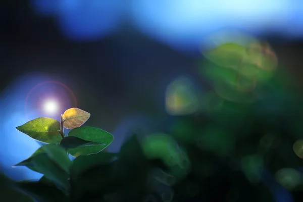 Ficus pumila en el crepúsculo — Foto de Stock