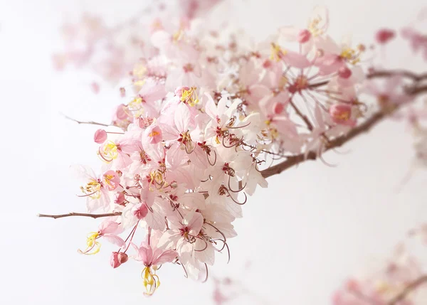 Beautiful Cassia javanica blossom flower — Stock Photo, Image