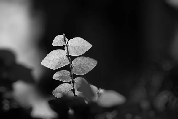 Ficus pumila mustavalkoisena — kuvapankkivalokuva