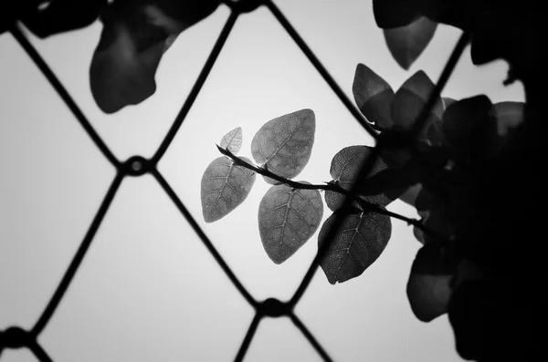 Ficus pumila en blanco y negro — Foto de Stock