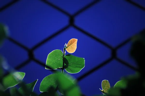 Ficus pumila en el crepúsculo — Foto de Stock