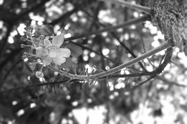 キャノン ボールの花. — ストック写真