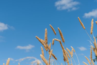 Saz çim tohumu kafasına hafif esinti