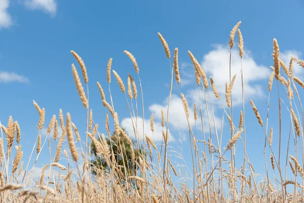 Sedge grass seed heads in light breeze