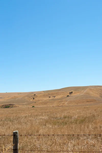 Dry drought affect farmland Wairarapa New Zealand. — Stock Photo, Image