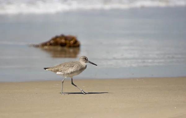 Shorebird walks along Hermosa Beach, California. — Free Stock Photo