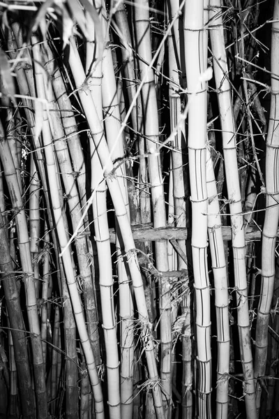 Bamboo growing in clump — Stock Photo, Image