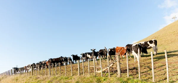 Vacas alineadas a lo largo de valla — Foto de Stock