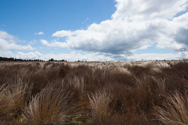 Tussock Desert Road — Foto de Stock