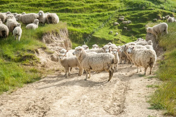 Pecore al pascolo e guardando indietro sulla pista agricola e pendii erbosi — Foto Stock