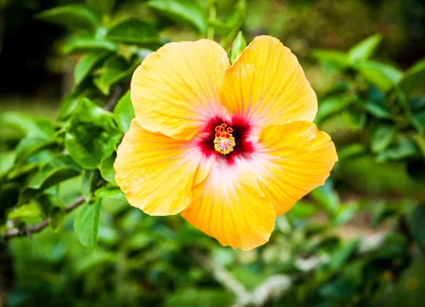Flor hibisco amarelo brilhante close-up — Fotografia de Stock
