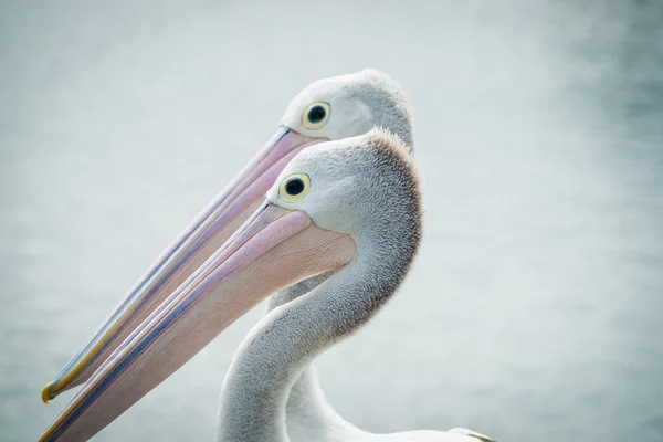 Par pelicano australiano juntos voltados para a mesma direção . — Fotografia de Stock