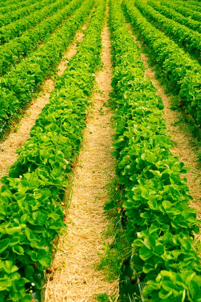 Lunghe file di piante di fragole verde brillante — Foto Stock