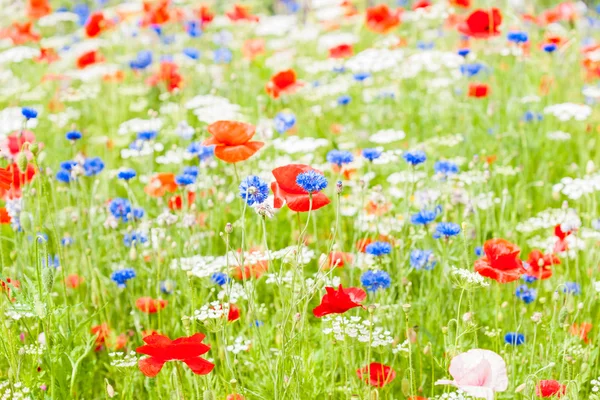 Fält röd blå och whit blommor bland grön — Stockfoto