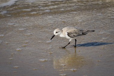 Sanderling, Hermosa Beach Kaliforniya 'da yiyecek arıyor.