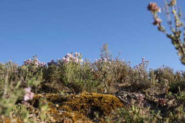 Küçük bitkiler, yabani kekik ve kır çiçekleri Cromwell ve Yeni Zelanda 'nın değiştirilmiş Güney Adası dışındaki Bannockburn vurgunlarının zeminini kaplıyor..