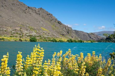 Orta Otago Yeni Zelanda 'da Clutha Nehri kıyısında sarı lupin kır çiçeklerinin parlak bahar renkleri.