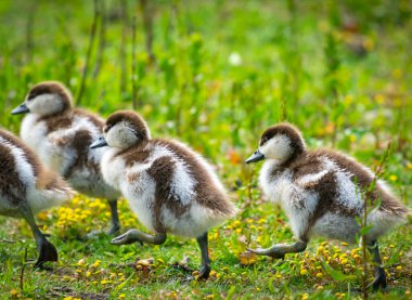 Kanadalı kazlar yumuşak ve kucaklanası bir şekilde çimenlerde yürüyorlar.