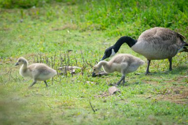 Kanada kazları, Travis Wetland, Christchurch 'de otlayan ebeveyn ve genç bir aile..