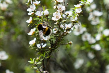 NZ manuka ağacının beyaz çiçekleri..