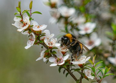 NZ manuka ağacının beyaz çiçekleri..