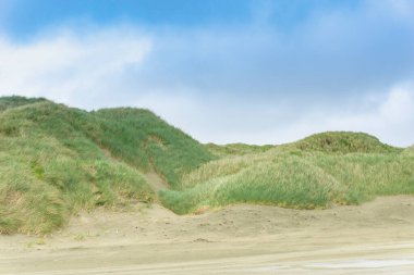 Kırmızı gagalı martı gagası, Whitewash Head Yolu 'ndaki sahil yamacında ötüyor. Christbury Canterbury.