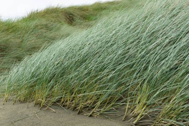 Kırmızı gagalı martı gagası, Whitewash Head Yolu 'ndaki sahil yamacında ötüyor. Christbury Canterbury.