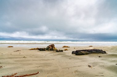 Kırmızı gagalı martı gagası, Whitewash Head Yolu 'ndaki sahil yamacında ötüyor. Christbury Canterbury.