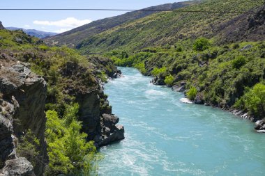 Kırmızı gagalı martı gagası, Whitewash Head Yolu 'ndaki sahil yamacında ötüyor. Christbury Canterbury.