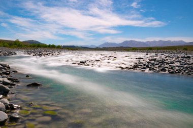 Kırmızı gagalı martı gagası, Whitewash Head Yolu 'ndaki sahil yamacında ötüyor. Christbury Canterbury.