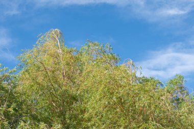 İlkbaharda mavi gökyüzünün altında yeşil yapraklar içinde söğüt ağacı..
