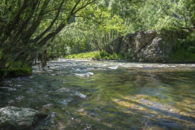 Lindis Geçidi 'ndeki ağaçlar arasında akan gölgeli nehir..