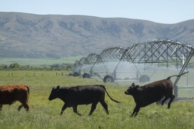 Kırsal alandaki sığır sürüsü, çayırlara su serpiştirerek, yanal sulama sisteminden geçiyor.,.