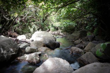Karanlık Yeni Zelanda ormanlarının derinliklerinde, Windwhistle Güney Adası 'ndaki vadiden geçerek ve etrafından dolaşarak..