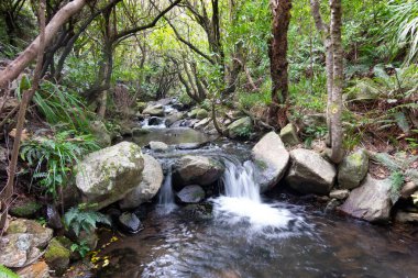 Karanlık Yeni Zelanda ormanlarının derinliklerinde, Windwhistle Güney Adası 'ndaki vadiden geçerek ve etrafından dolaşarak..