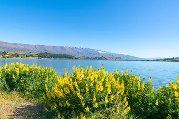 Beautiful Lake Dunstan Landscape Yellow Lupins Foreground Distant Southern Alps — Stock Photo, Image