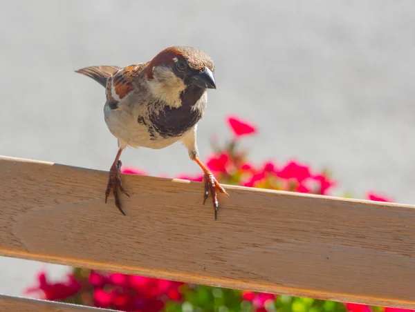 Sparrows Scavenge Outdoor Cafe Tables — Foto de Stock