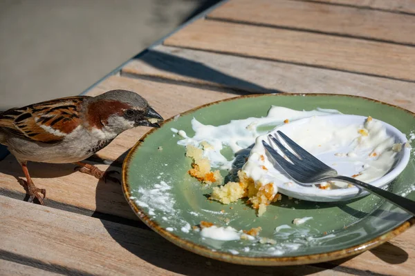 Sparrows Scavenge Outdoor Cafe Tables — Foto de Stock