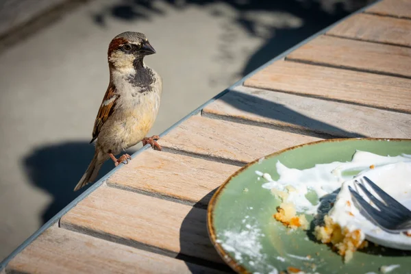 Sparrows Scavenge Outdoor Cafe Tables — Foto de Stock