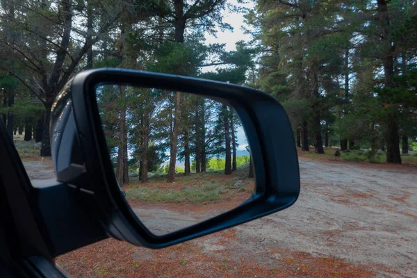 Traveling Pine Plantation View Trees Ahead Rear Vision Mirror — Foto de Stock