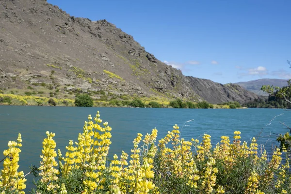 Φωτεινά Ανοιξιάτικα Χρώματα Των Κιτρινόχρωμων Αγριολούλουδων Στην Όχθη Του Ποταμού — Φωτογραφία Αρχείου