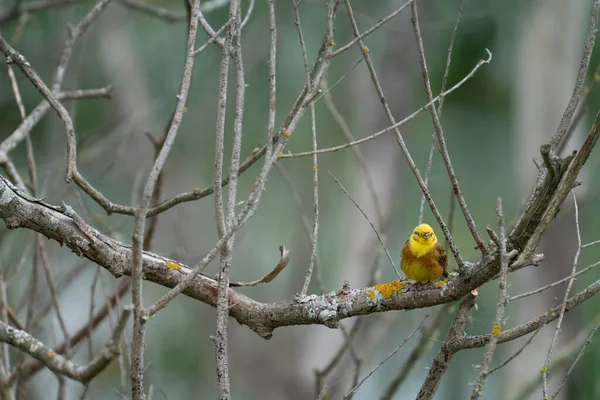 Oiseau Jaunâtre Sur Branche Saule — Photo