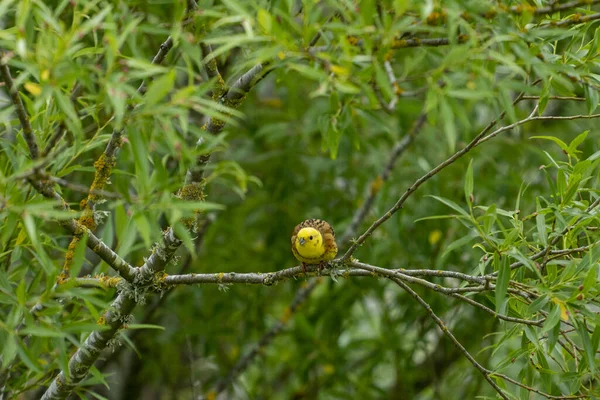 Yellowhammer Wierzbie Wzdłuż Rzeki Kaiapoi Canterbury Nowa Zelandia — Zdjęcie stockowe