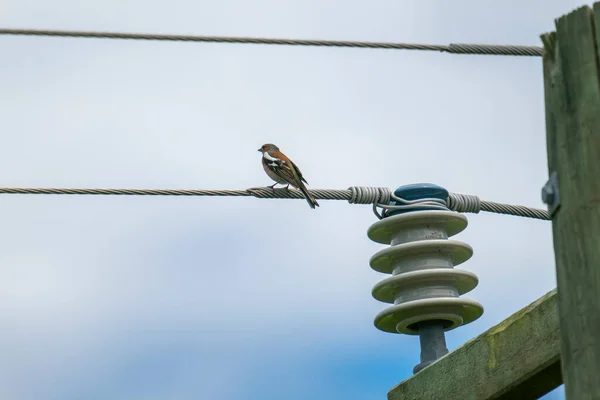 Küçük Kuşun Yumuşaklığına Karşı Elektrik Yalıtımının Sertliği — Stok fotoğraf