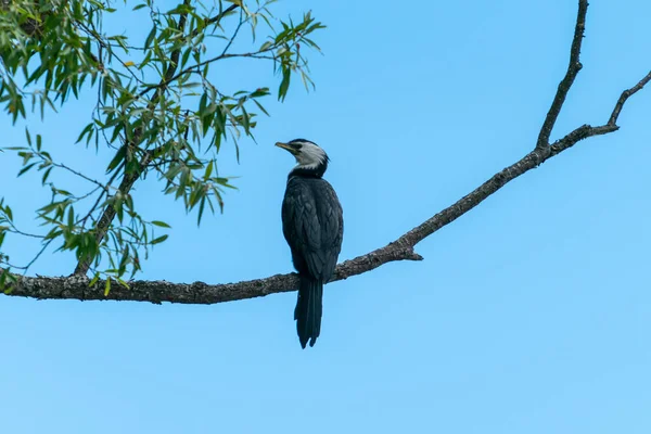Little Shag Cormorant High Willow Branch Blue Sky — Foto de Stock