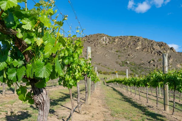Rows Grape Vines Leading Distant Hill — Stock Photo, Image