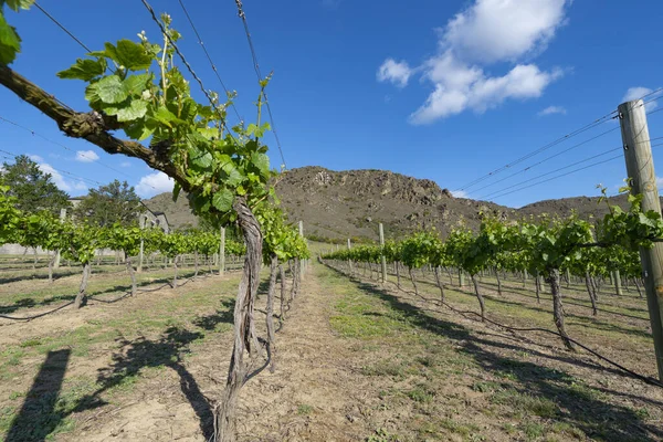 Rows Grape Vines Leading Distant Hill — Stock Photo, Image