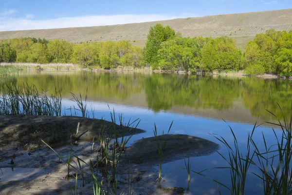 Red Billed Γλάρος Ράμφος Ευρύ Opne Ουρλιάζοντας Στην Παράκτια Γκρεμό — Φωτογραφία Αρχείου