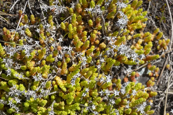 Petite Plante Succulente Comme Tapis Croissance Plaques Long Lit Rivière — Photo